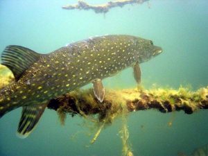 Pike halászat ősszel egy fonás, szeptember, október, november