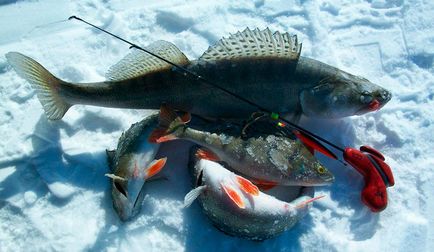 Ловля судака взимку на тюльку на вудку, на мормишку, на дроп-шот, поради по насадженні