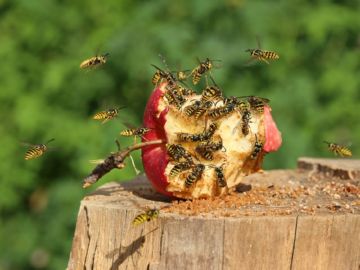 O capcană pentru viespi cum să prindă un dăunător dungat