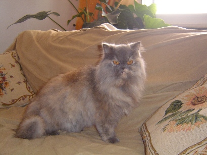 Улюблениця кішка джессика (геннадий сивак)