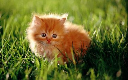 Fapte curioase despre pisicile rosii