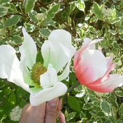 Magnolia din rețetă mastică pas cu pas cu fotografii
