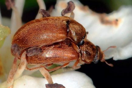 Malinny Beetle - fotografie și toate metodele cunoscute de distrugere