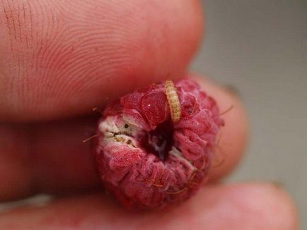 Malinny Beetle - fotografie și toate metodele cunoscute de distrugere