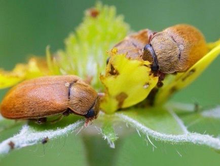 Malinny Beetle - fotografie și toate metodele cunoscute de distrugere