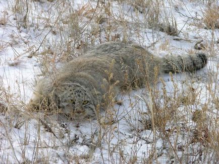 Manul (pisicile sălbatice) - scisne