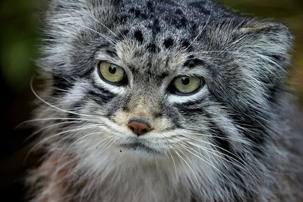 Manul (pisicile sălbatice) - scisne