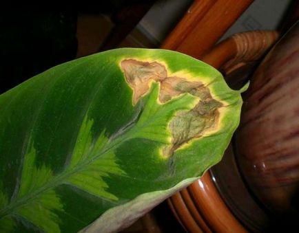 Maranta Calathea varshevicha funkció, fotó, otthoni gondozást, video