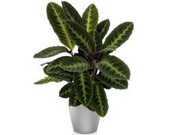 Maranta Calathea varshevicha funkció, fotó, otthoni gondozást, video