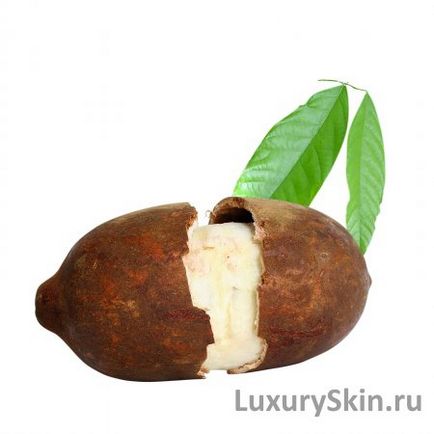 Масло купуасу, корисні властивості, застосування для особи, тіла і волосся масла купуасу