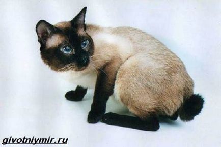 Меконгский бобтейл кішка