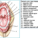 Металокерамічні коронки на передні зуби фото до і після