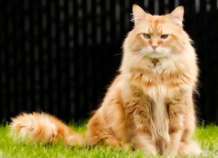 Maine Coon fotografie, descriere, mărime de creștere a rasei de pisici