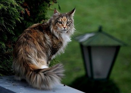 Maine Coon fotografie, descriere, mărime de creștere a rasei de pisici