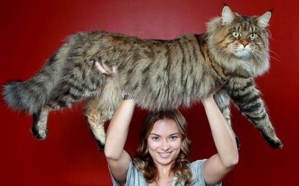 Maine Coon fotografie, descriere, mărime de creștere a rasei de pisici