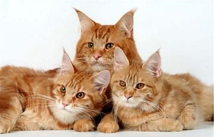 Maine Coon fotografie, descriere, mărime de creștere a rasei de pisici