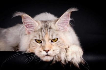 Maine Coon fotografie, descriere, mărime de creștere a rasei de pisici