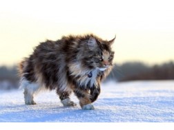 Мейн-кун фото, опис, розміри зростання породи кішок