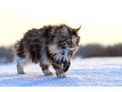 Maine Coon fotografie, descriere, mărime de creștere a rasei de pisici