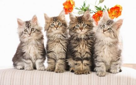 Maine Coon fotografie, descriere, mărime de creștere a rasei de pisici