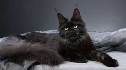 Maine Coon - a fajta standard, fotók (Maine) Maine Coon - A fajta standard, fotók