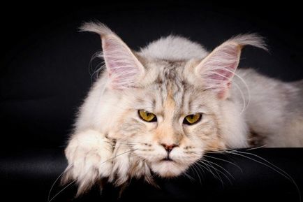 Maine Coon - A fajta standard fotó (fotó) Maine Coon - A fajta standard, fotók