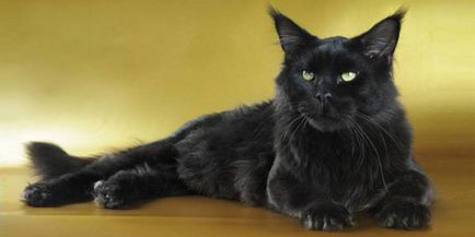 Maine Coon - a fajta standard, fotók (Maine) Maine Coon - A fajta standard, fotók