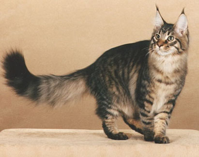 Maine Coon - A fajta standard fotó (fotó) Maine Coon - A fajta standard, fotók