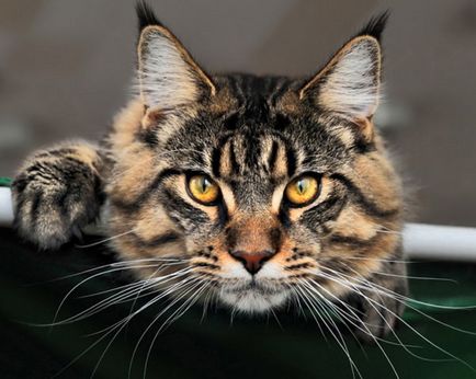 Maine Coon este standardul rasei, fotografie