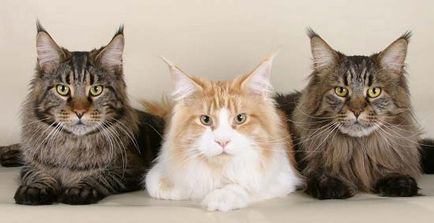 Maine Coon - a fajta standard, fotók (rock) Maine Coon - A fajta standard, fotók