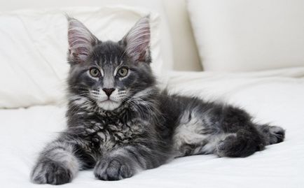Maine Coon - A fajta standard fotó (fotó) Maine Coon - A fajta standard, fotók
