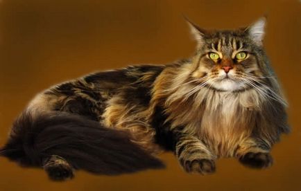 Maine Coon este standardul rasei, fotografie