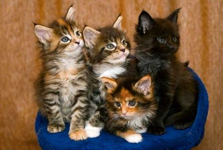 Maine Coon - a fajta standard, fotók (rock) Maine Coon - A fajta standard, fotók
