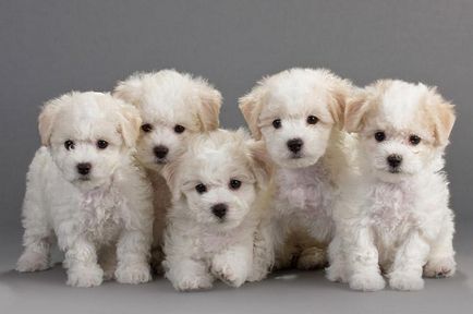 Міфи про маленьких породах собак - породи собак - статті про тварин - догсіб - сайт про тварин -