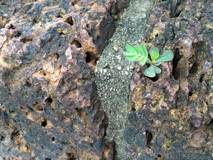 Mini rock gradina cu propriile mâini cum să decoreze o cabana mica