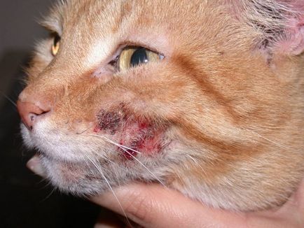 Мокнучий дерматит у кішок ознаки, лікування, профілактика
