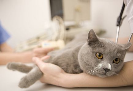 Мокнучий дерматит у кішок ознаки, лікування, профілактика