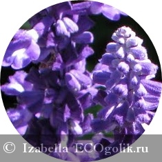 Body Milk Lavender MYCO - felülvizsgálata ekoblogera Izabella