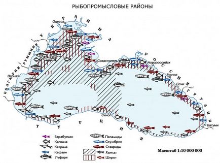 Mările din Rusia sunt Marea Neagră