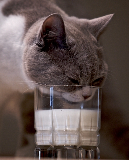 Чи можна годувати кішку молоком, статті про тварин