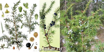 Juniperus vulgaris (veres)