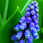 Muscari într-un buchet de mireasă