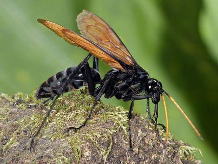 Mutageneza este ceea ce este mutageneza naturala si artificiala