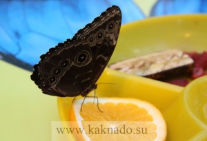 Butterfly Múzeum, Moszkva Butterfly House at ENEA, ahogy kellene