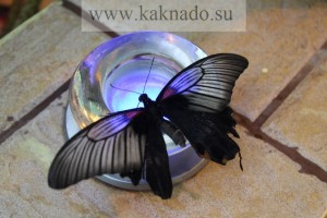 Музей метеликів, московський будинок метеликів на вднх, як треба