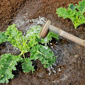 Infuzarea gunoiului de grajd ca rețete de îngrășăminte, avantaje și dezavantaje - o grădină fără griji