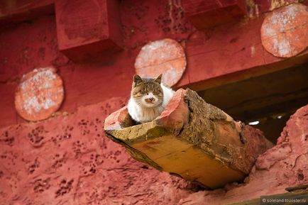 Ismeretlen Velence - a macska, hogy vizsgálják felül a turista soleland