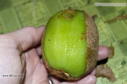 Finom krémes kiwi (eredeti recept)