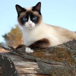 Нибелунг кішка ціна, фото, характер, відгуки, опис породи, характеристика, історія і де купити