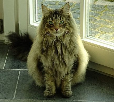 Norvég erdei macska - leírása a fajta, karbantartásáról, fotó